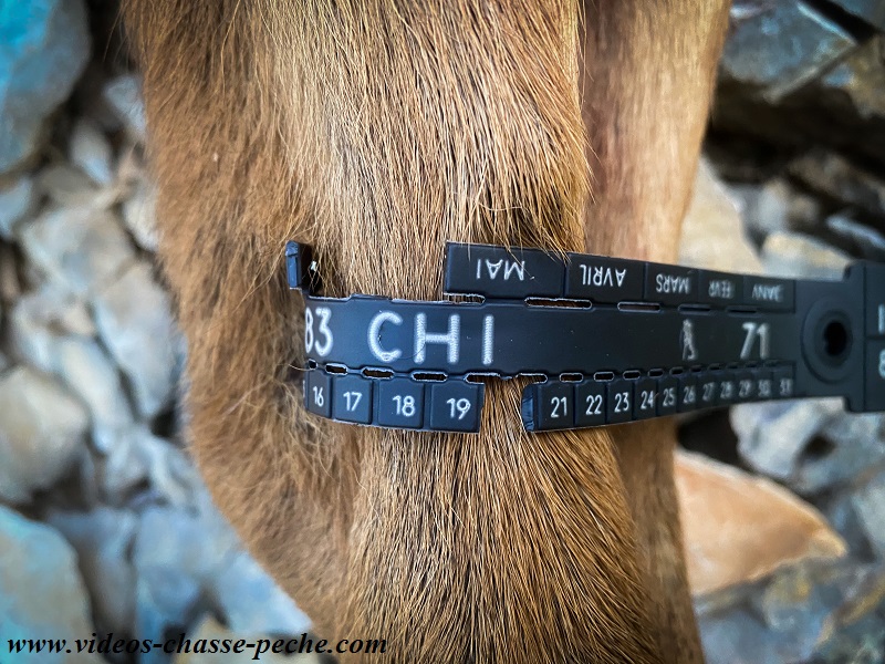 Chasse au chevreuil 2020 2021 Chasse au chevreuil 2020 2021